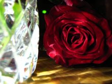 Perfect rose / восхитительное творение природы