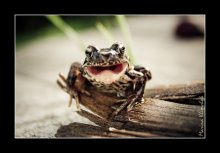 Crazy Frog / Crazy Frog