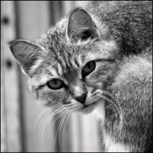 Котейка / *****