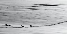 Охота на волков / Стайка собак идут через замерзшую речку