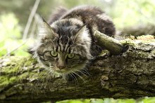 Домашний хищник / В каждой домашней кошке прячется маленький хищник...