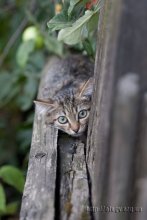 Ты кто? / котейко