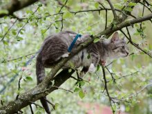яблочная кошка / кошка Пумища выгуливается на даче