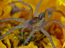 Большой сплавной паук / Dolomedes plantarius