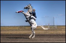 Свечка под седлом / Фото сделано на Фестивале Орловского рысака в Воронеже. Показательные выступления.