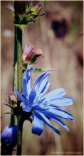autumn:blueflower / [2009г]