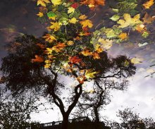 листопадная картинка / снимок лужи - деревья и дом - отражение, листья - настоящие