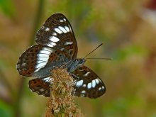 Ленточник Камилла / Limenitis camilla