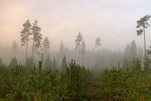 Про лес,туман и утро.... / из прошлогоднего архива...