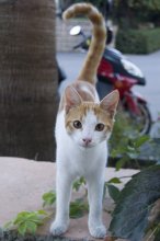 Большой кошачий вопрос / кот по-турецки