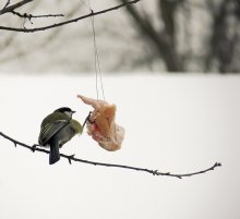 Я тебя никому не отдам! / Не забывайте подкармливать братьев наших меньших! Скоро зима!