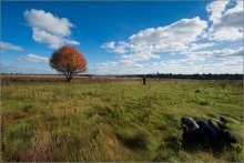 Tree and the photographer... / Пейзажанр )))