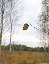 Autumn leaf / в Дроздах