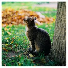 the autumn cat / кот с осенним настроением