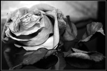 white rose / *****