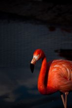 Фламинго / Московский зоопарк