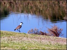 чибис у воды / Израиль... Шпорцевый чибис (Vanellus spinosus) — Spur-winged Plover