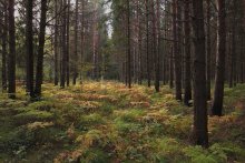 Когда &quot;зацветают&quot; папоротники / ***********