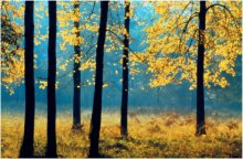 Золотая осень / Липовая роща ранним осенним утром в горах Урала