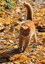 Осенняя прогулка / Кот осеннего цвета мягко стыпает по ковру из желтых листьев...
