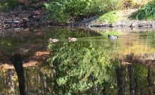 Отражения в воде: дикие утки. / Отраженное в воде бывает интереснее отражаемого.