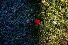 Война Зимы и Осени / Последнии теплые осенние Лучики солнца отвоёвывают территорию у холодного и морозного Инея...
время фото 9:00