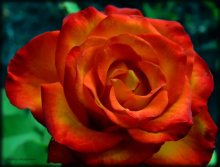 Роза / в самом цвету