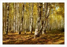 В березовом плену / березовая осень