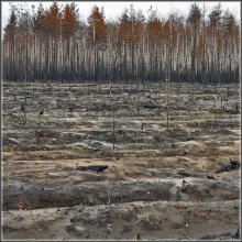 Русский лес 2010 г. / Лес после летних пожаров.