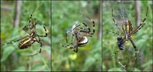 на раз-два-три / Аргиопа брюнниха или паук-оса.
Средние размеры тела пауков в пределах от 12 до 15 мм, с лапами длина паука-осы может достигать 4-5 см.