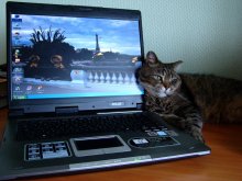 Эх, Париж... / Любимый кот Банзай, которому на данный момент уже 12 лет.