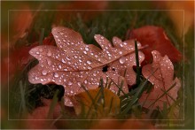 Мокрый лист, осенний / уж реже солнышко блистало...