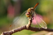dragonfly / стрекоза