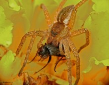 Охотник и добыча / охотник - Большой сплавной паук Dolomedes plantarius 
добыча - муха мясная ?