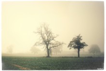 SILENT TREES / Fog in the morning