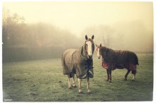 Horses in the Fog / Fog in the morning