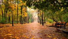 листья золотые / а в парке осень