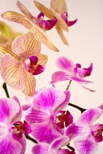 Орхидея / Яркие краски зимой