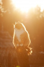 Солнечный кот / Теплой Вам зимы!