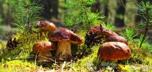 грибная полянка / белые грибы в алтайском лесу.