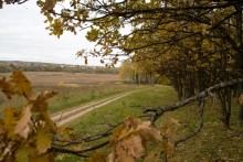 Золотая осень / Пейзаж