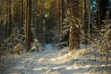 Утренний зимний лес / Сегодня утром....