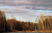 Осенняя тайга / Снимок выполнен в Западной Сибири на берегу таёжной реки