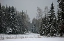 &nbsp; / Зима ,лес,снег.