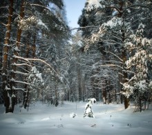Зимний лес / Сегодня в середине дня.