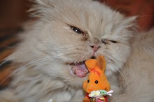 год Котэ и Кроликэ / кошке кролик не понравился...