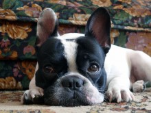 Портрет французкого бульдога / Знакомая собака