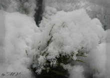 Зимний пух / мягкость снега на колючих иголках
