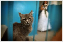 Кот и невеста / Кот и невеста