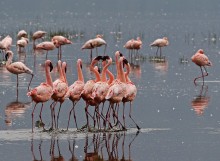 Дебаты! / Кенияю. Озеро Накуру. Фламинго. Июль 2010г.